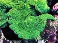 ハナガタサンゴ